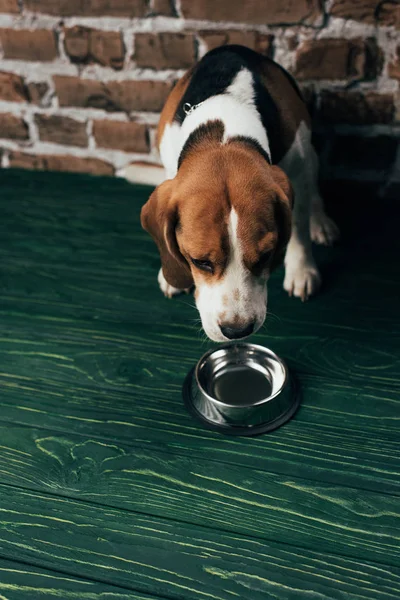 Αξιολάτρευτο Σκυλί Κυνηγόσκυλο Κοντά Μεταλλικό Μπολ Στο Πράσινο Πάτωμα — Φωτογραφία Αρχείου