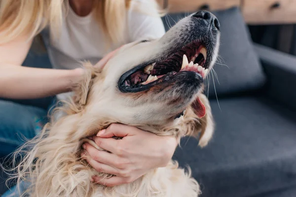 Cropped View Woman Stroking Golden Retriever Dog — Stock Photo, Image