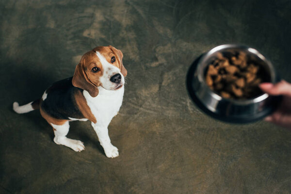 Cropped view of young woman holding bowl with pet food near adorable beagle dog