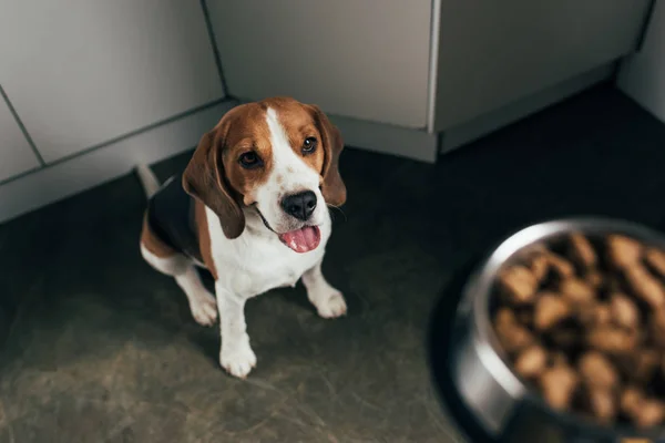 Adorable Beagle Chien Regardant Bol Avec Nourriture Pour Animaux Compagnie — Photo