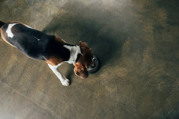 Vista Superior Beagle Perro Comiendo Comida Para Mascotas Cuenco Metal — Foto de Stock