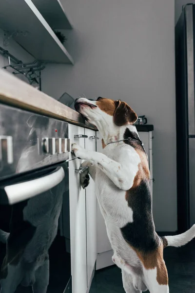 Adorable Beagle Dog Leaning Kitchen Counter — Stock Photo, Image