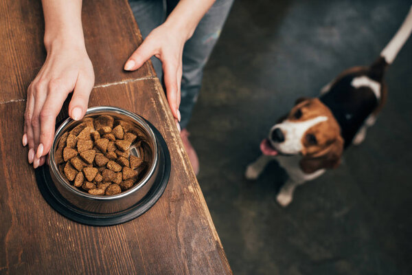 Cropped view of young woman with pet food in bowl near adorable beagle dog