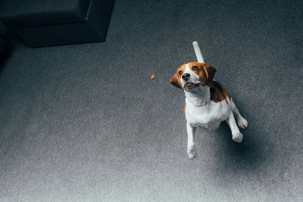 Adorable Beagle Perro Saltando Casa Con Espacio Copia —  Fotos de Stock
