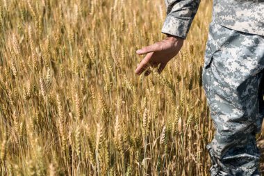 cropped view of soldier in uniform touching wheat in field  clipart