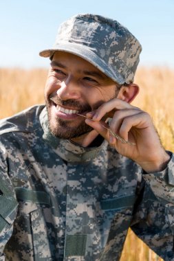 cheerful soldier in military uniform and cap holding wheat near lips   clipart