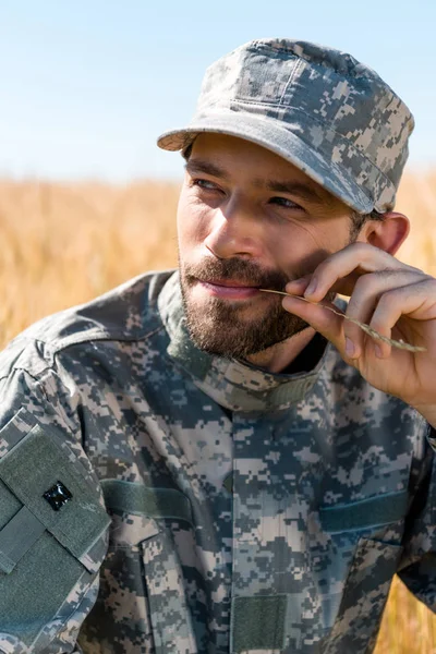Positiv Soldat Militär Uniform Och Cap Hållande Vete Nära Läppar — Stockfoto