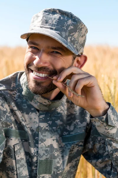 Soldado Feliz Uniforme Militar Gorro Que Mantém Trigo Perto Lábios — Fotografia de Stock