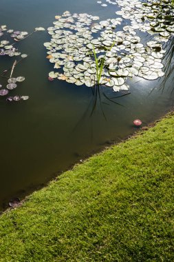 green and fresh grass near pond with water lily leaves  clipart