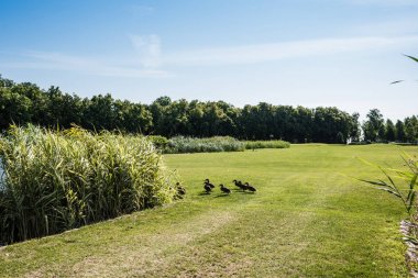 wild ducks walking on green grass near plants and trees  clipart