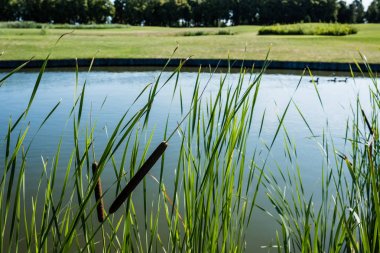 selective focus of reeds near lake in green park  clipart