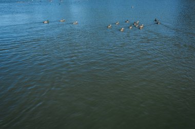 flock of wild ducks swimming in lake in summertime  clipart