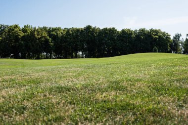 selective focus of trees near green grass in park in summertime  clipart