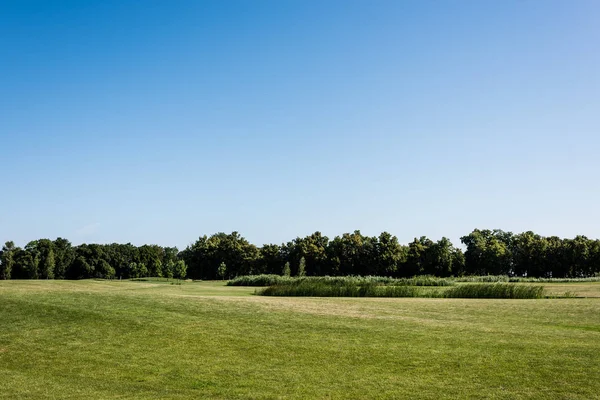 Hierba Fresca Verde Cerca Los Árboles Cielo Azul Parque — Foto de Stock