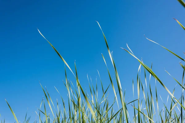 Herbe Verte Fraîche Contre Ciel Bleu Été — Photo