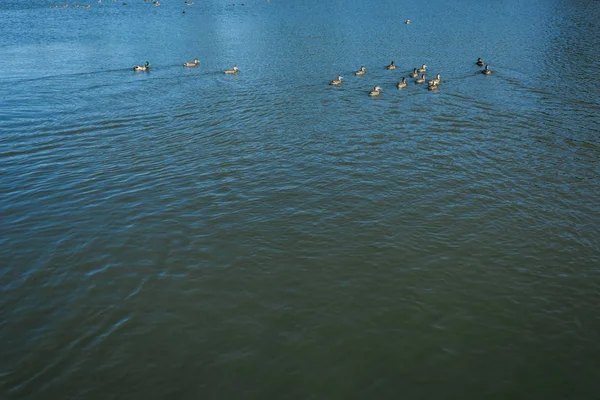 夏天在湖里游泳的野鸭群 — 图库照片