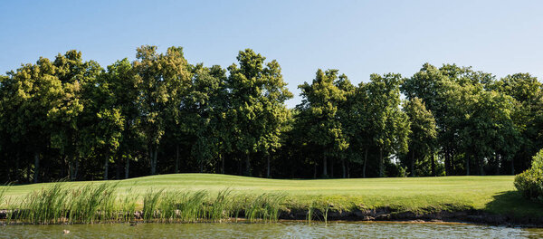 panoramic shot of green grass and trees near lake and blue sky 