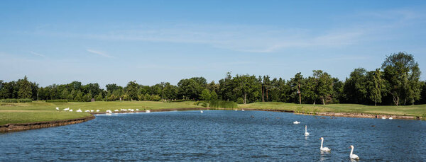 панорамный снимок белых лебедей, купающихся в озере возле зеленого парка
 