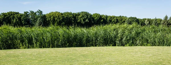 Tiro Panorâmico Árvores Plantas Com Folhas Verdes Perto Grama Parque — Fotografia de Stock