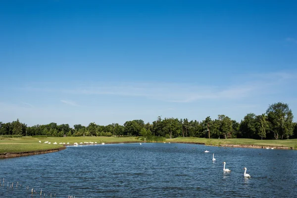 成群的白天鹅在绿色公园附近的湖中游泳 — 图库照片