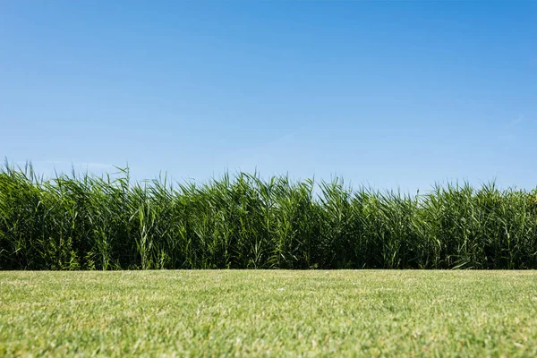 Enfoque Selectivo Árboles Plantas Con Hojas Verdes Contra Cielo Azul —  Fotos de Stock