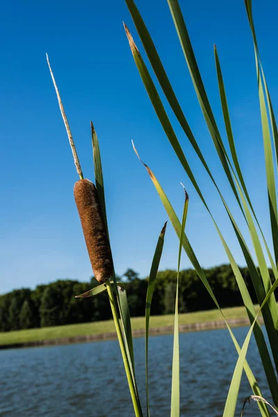 Selektivní Zaměření Reedů Proti Modrému Nebi Parku — Stock fotografie