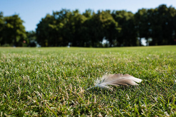 selective focus of feather on green grass in park in summertime 