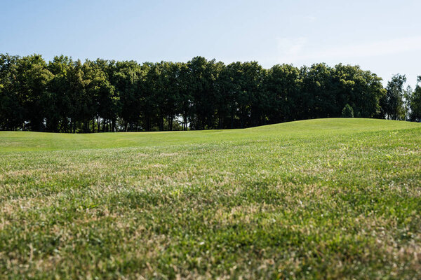 selective focus of trees near green grass in park in summertime 