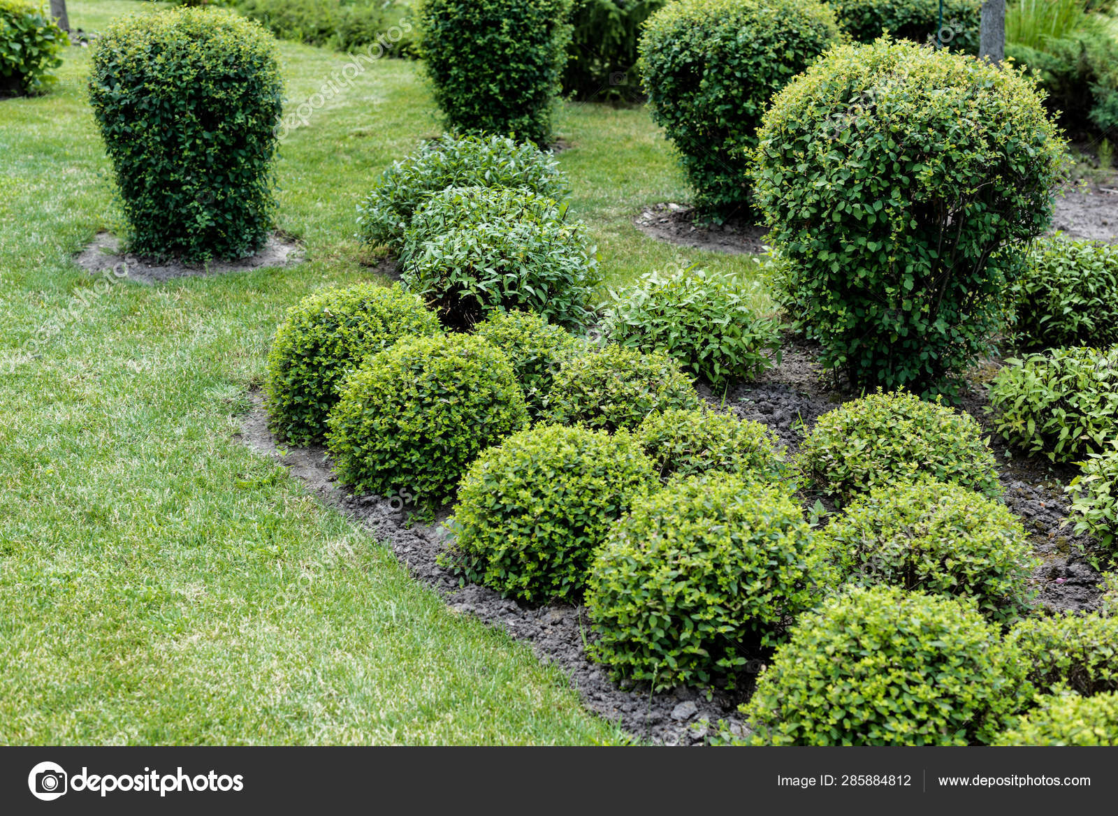 green bushes