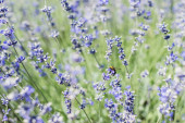 selektiver Fokus der Biene auf blühende lila Lavendelblüten im Sommer 