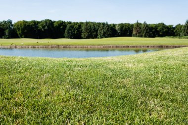 selective focus of green grass near pond in park in summertime  clipart