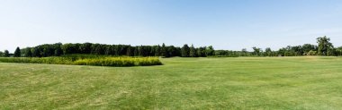 panoramic shot of blue sky in green park with trees in summertime  clipart