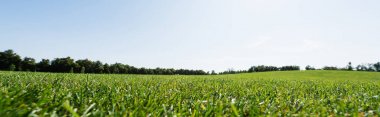 panoramic shot of green grass near trees against sky in park  clipart