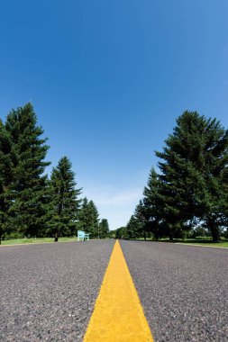 selective focus of road with yellow line near green trees with leaves in summer  clipart
