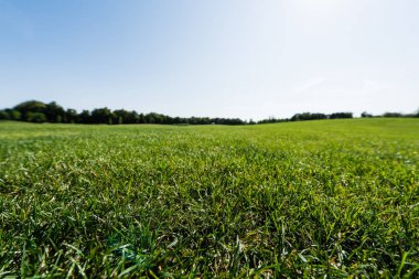 selective focus of green grass near trees against sky in park  clipart
