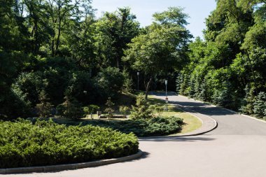 yaz aylarında ağaçlarüzerinde yaprakları ile yeşil park 