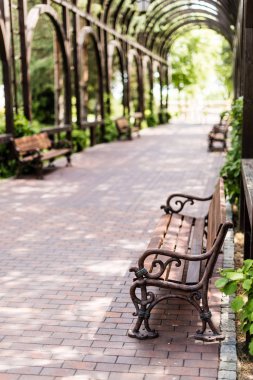 selective focus of wooden bench near green leaves and walkway  clipart