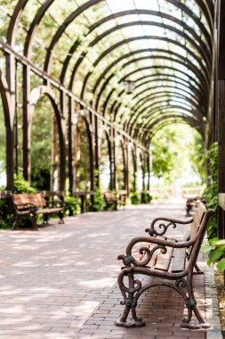 selective focus of wooden bench near green leaves and walkway with paving stones  clipart