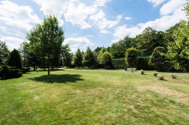 shadows on grass near green trees and small bushes in park  clipart