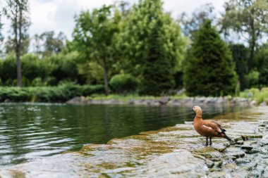 selective focus of gull standing in river with flowing water  clipart