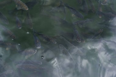 dark fishes swimming in pond with bubbles in summertime  clipart