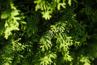 selective focus of sunshine on green fir tree with needles  clipart