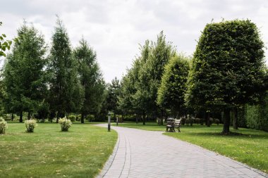bulutlar ile gökyüzüne karşı geçit yakınında çim üzerinde yeşil çam ağaçları 