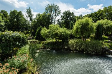 yaz parkında göl yakınında ağaçlar ve yeşil çalılar 