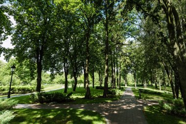 sunlight on path with shadows from trees and bushes in park  clipart