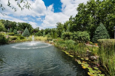 water splash near fountain in lake near pines and water lily leaves  clipart