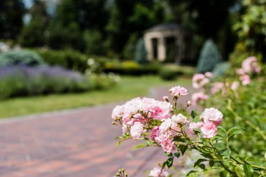 selective focus of pink blooming hydrangeas near walkway in park  clipart
