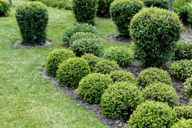 selective focus of green leaves on bushes on grass in park  clipart