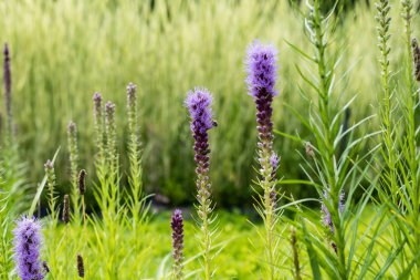 yaz aylarında çiçekaçan mor lupines seçici odak