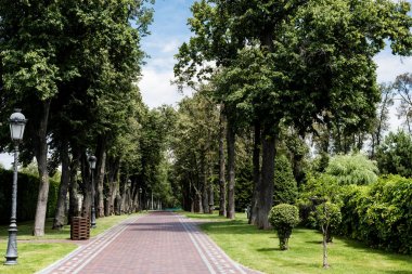 yürüyüş yolu ve yeşil çim üzerinde ağaçlar yakın sokak lambası 